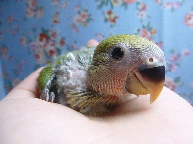 手乗りコザクラインコ ノーマル ヒナ 1月10日 コザクラインコ(小桜インコ)