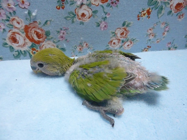 コザクラインコ（小桜インコ）