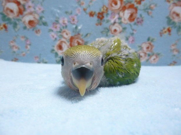 手乗りコザクラインコ ノーマル ヒナ 1月10日 コザクラインコ(小桜インコ)