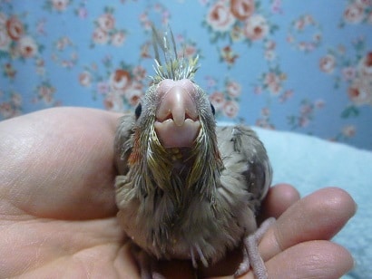 手乗りオカメインコ シナモン ヒナ 1月18日 オカメインコ