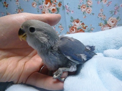 コザクラインコ（小桜インコ）