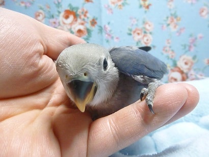 コザクラインコ（小桜インコ）