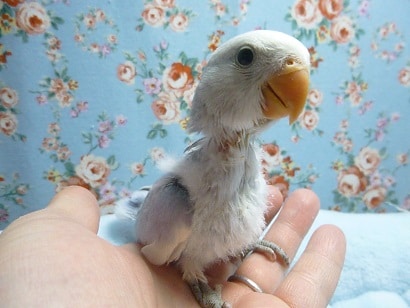 コザクラインコ（小桜インコ）