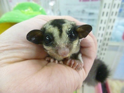 フクロモモンガ