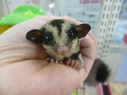 フクロモモンガ