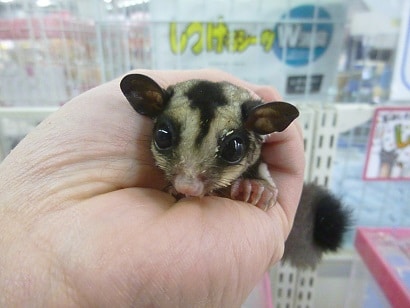 フクロモモンガ