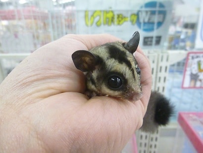 フクロモモンガ