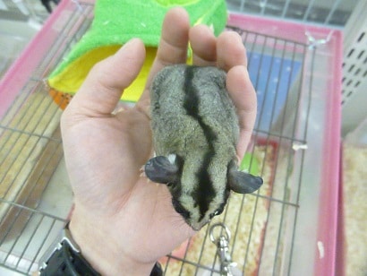 フクロモモンガ