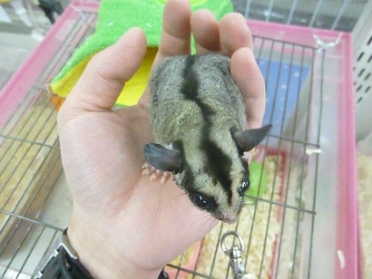 フクロモモンガ