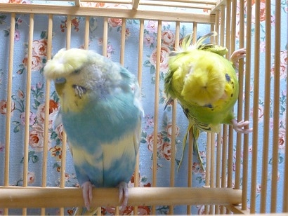 羽衣セキセイインコのペア セキセイインコ