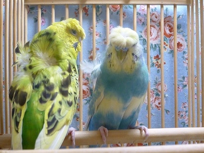 セキセイインコ