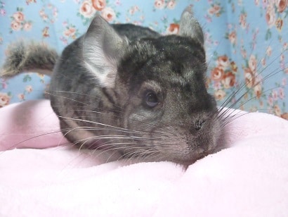 チンチラ