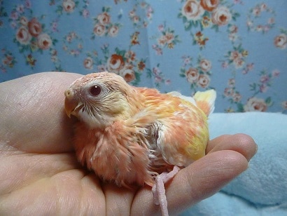 アキクサインコ（秋草インコ）