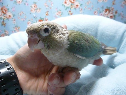 ウロコインコの仲間