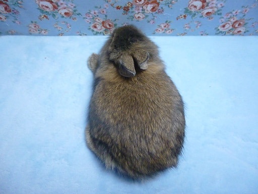 ライオンラビット