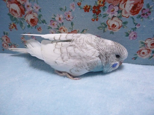 ジャンボセキセイインコ