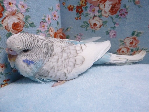 ジャンボセキセイインコ