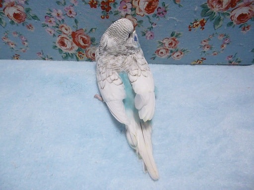 ジャンボセキセイインコ