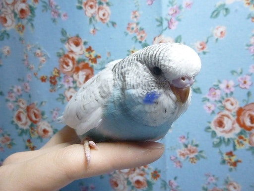 ジャンボセキセイインコ