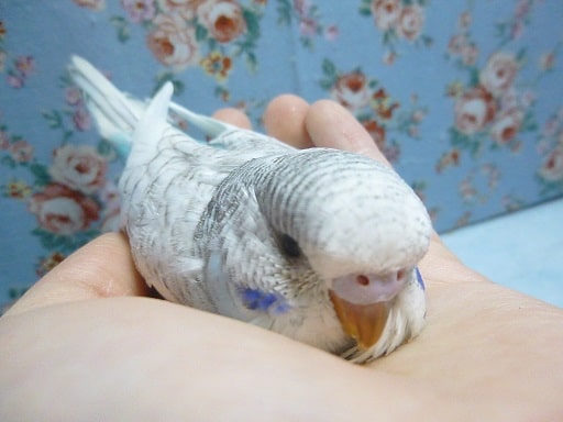 ジャンボセキセイインコ