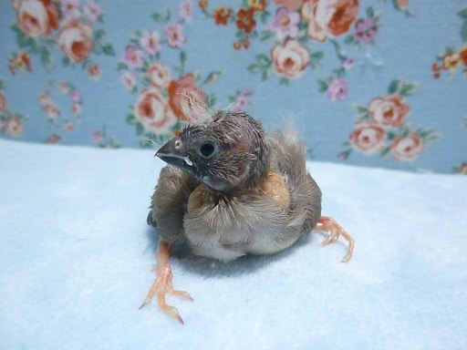 錦花鳥（キンカチョウ）