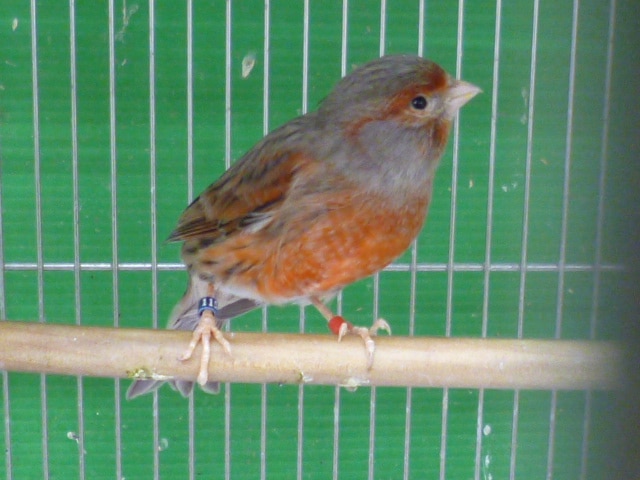 レッドモザイクカナリア