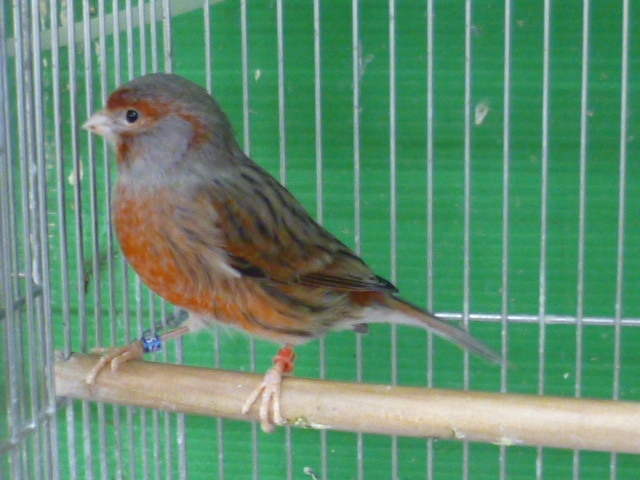 レッドモザイクカナリア オス 2019年3月1日撮影 レッドモザイクカナリア