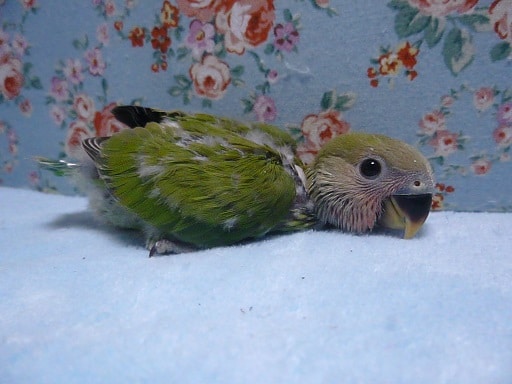 コザクラインコ（小桜インコ）