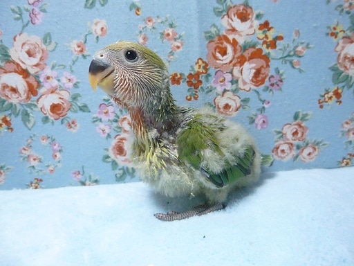コザクラインコ（小桜インコ）