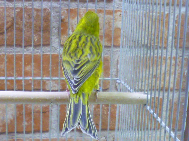 カナリアの仲間