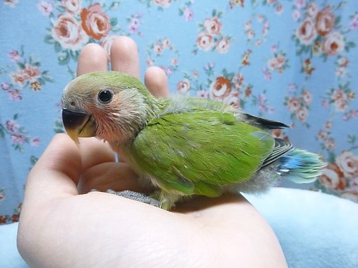 コザクラインコ（小桜インコ）