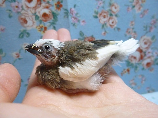 十姉妹（ジュウシマツ）