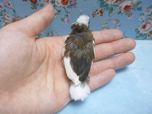 十姉妹（ジュウシマツ）