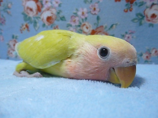 コザクラインコ（小桜インコ）