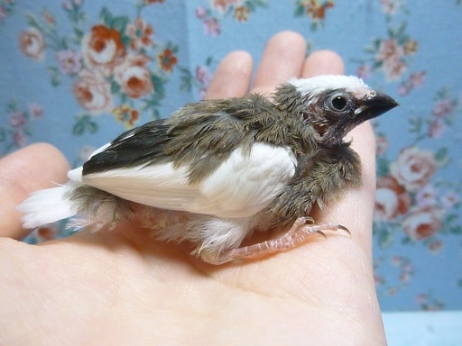 十姉妹（ジュウシマツ）