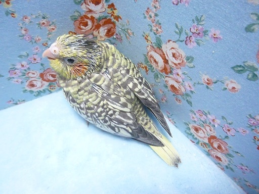 手乗りオカメインコ パール ヒナ 4月4日 オカメインコ