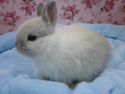 ネザーランドドワーフ