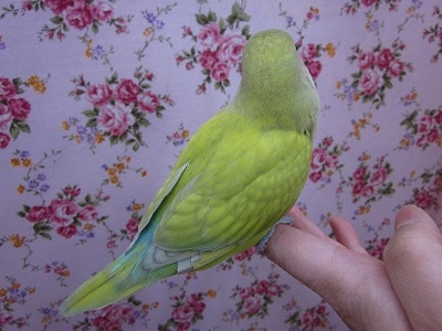 コザクラインコ（小桜インコ）