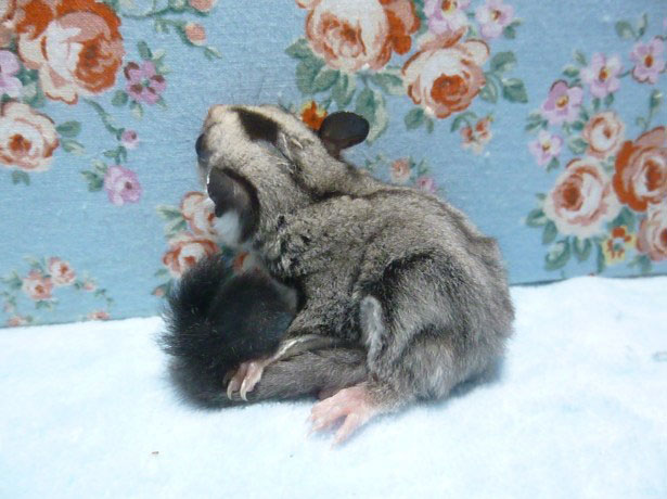 フクロモモンガ