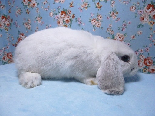 ホーランドロップ