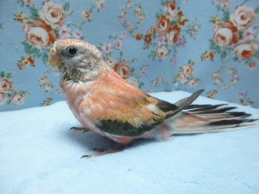 アキクサインコ（秋草インコ）