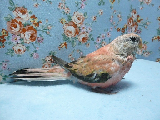 アキクサインコ（秋草インコ）