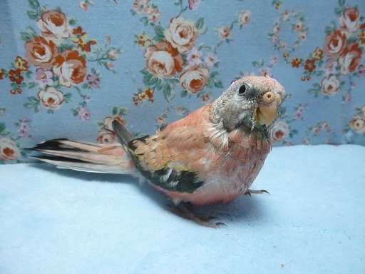 アキクサインコ（秋草インコ）