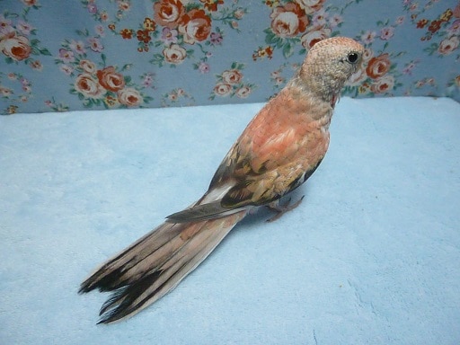 アキクサインコ（秋草インコ）