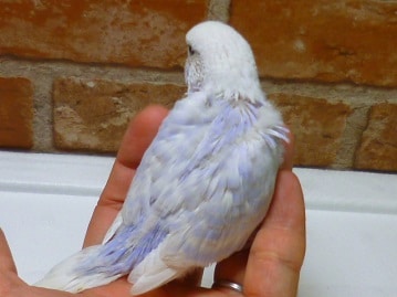 ジャンボセキセイインコ