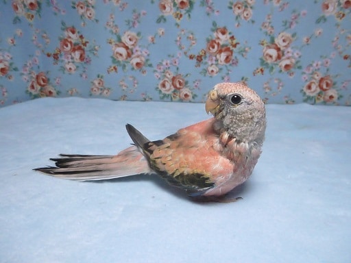 アキクサインコ（秋草インコ）