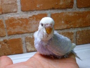 ジャンボセキセイ