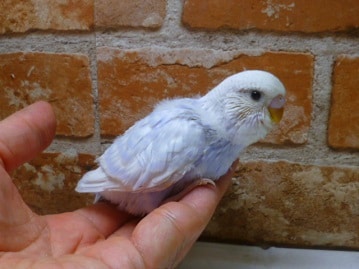 ジャンボセキセイ