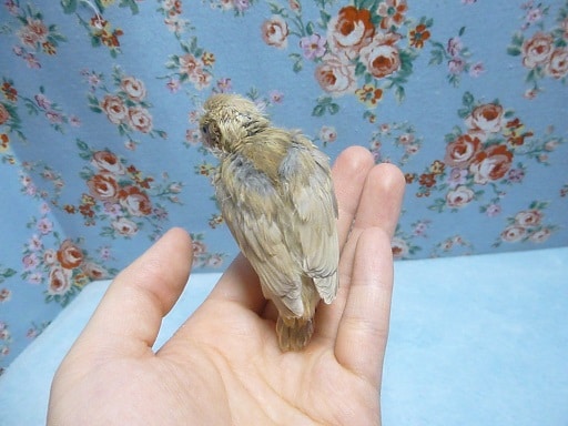 カナリアの仲間