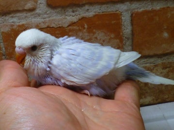 ジャンボセキセイ